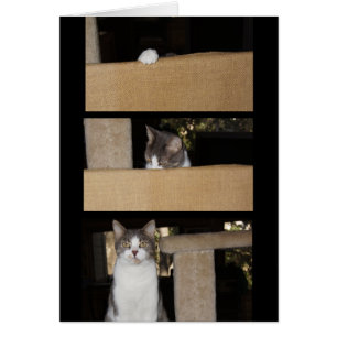 Cartão Admirador engraçado do gato