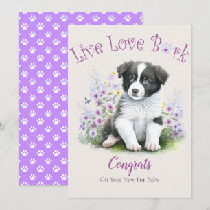 Cartão Adoção de Cães Border Collie, Dia da Captura