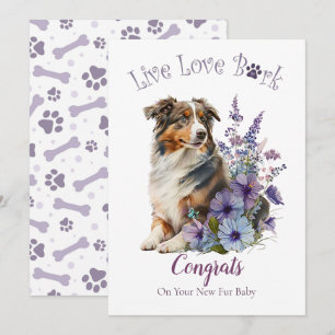 Cartão Adoção de Cão Pastor Australiano, Dia da Captura