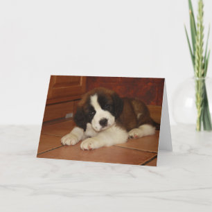 Cartão Adorable and Sweet St. Bernard Puppy