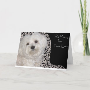 Cartão Adorable Maltese Sympathy Card - Blank Inside