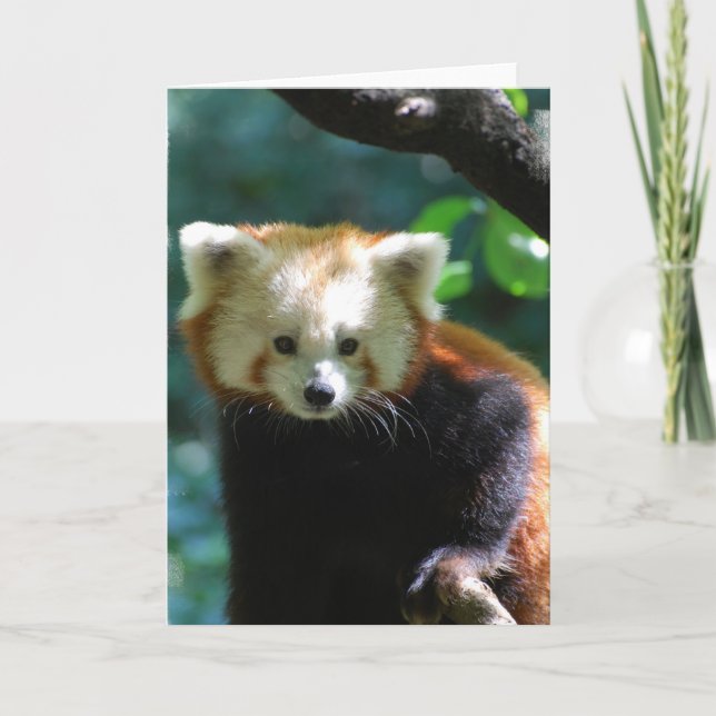 Cartão Adorable Red Panda  Greeting Card (Frente)