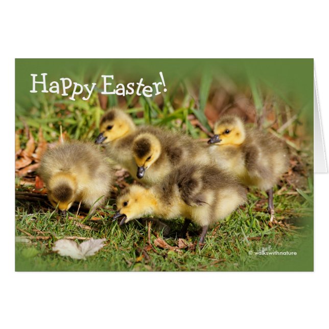 Cartão Adorável Bebê Canadá Geese na grama (Frente Horizontal)