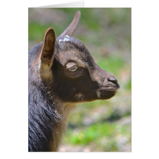 Cartão Adorável bebê Goat (Frente)