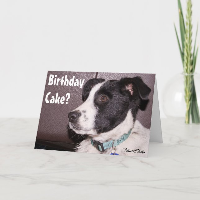 Cartão Adorável Mistura de Border Collie com Heeler Cacho (Frente)