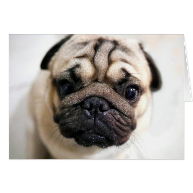 Cartão Adorável Puppy Eyes Pug (Frente Horizontal)