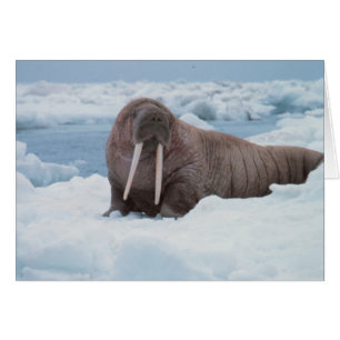 Cartão Adorável Walrus