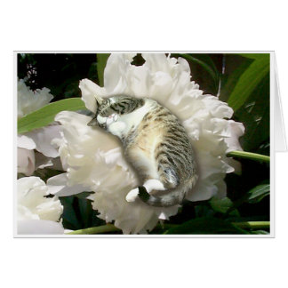 Cartão Adormecido em uma peônia