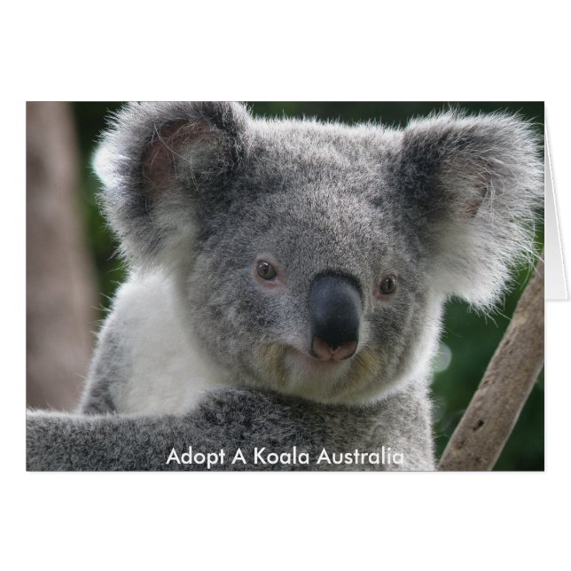 Cartão Adotado A Koala Austrália (Frente Horizontal)