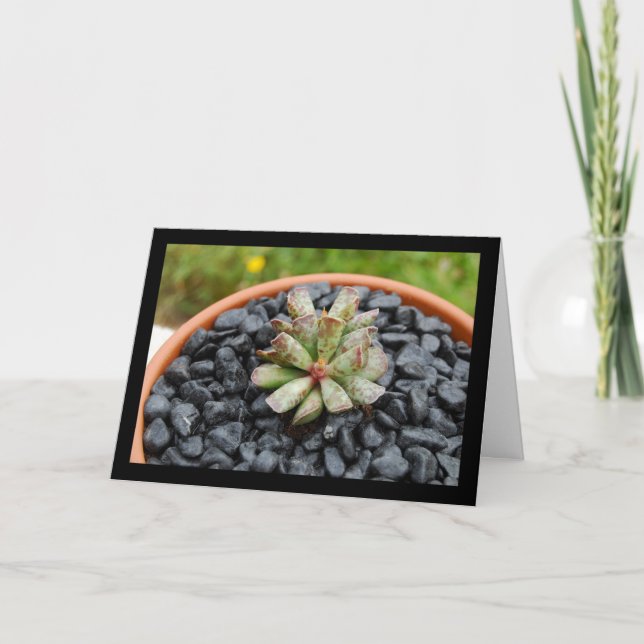 Cartão Adromischus, Planta Suculenta (Frente)
