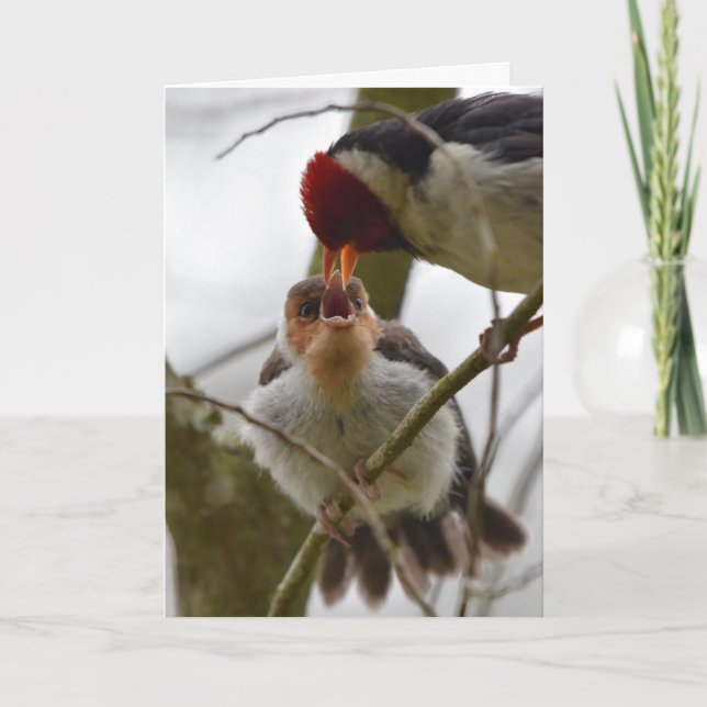 Cartão Adult feeding Juvenile Yellow-billed Cardinal (Frente)
