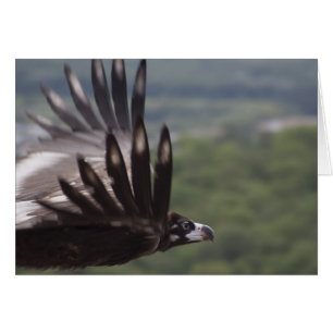 Cartão Aegypius monachus