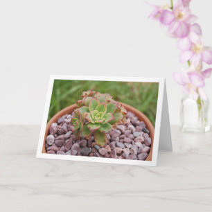 Cartão Aeonium Haworthii, Planta Suculenta de Haworth