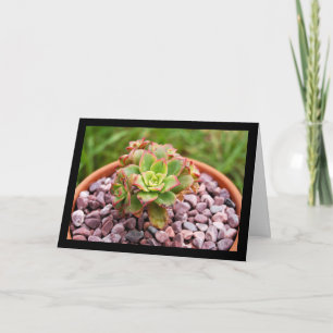 Cartão Aeonium Haworthii, Planta Suculenta de Haworth