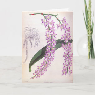 Cartão Aerides Lobbii Vintage Lilac Lindenia Orchid