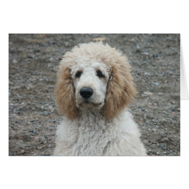 Cartão Aero-4 (Frente Horizontal)