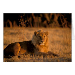 Cartão África, Botsuana, Delta do Okavango. Leão (Panther
