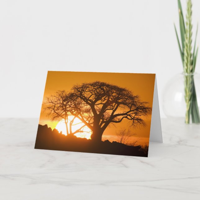 Cartão Africa, Botswana, Setting sun silhouettes Baobab (Frente)