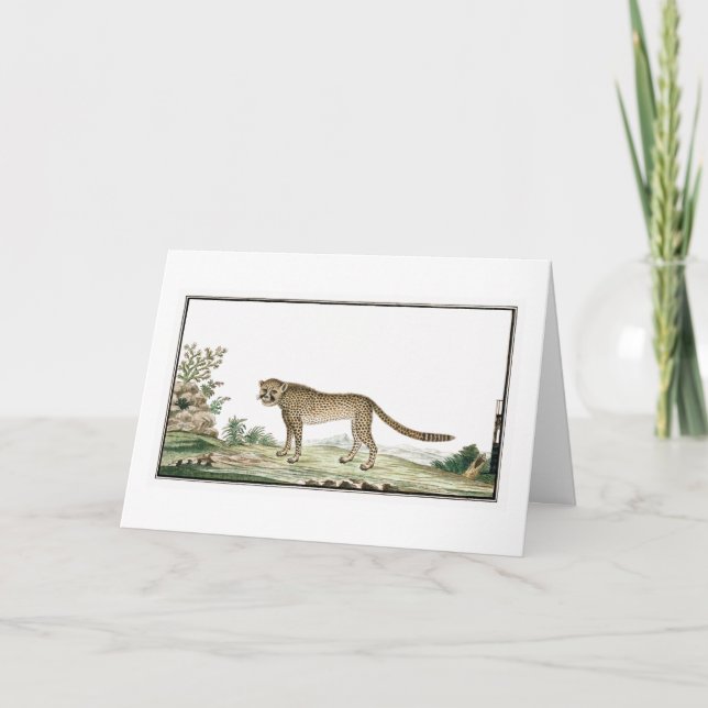 Cartão Africa Cheetah Illustration (Frente)