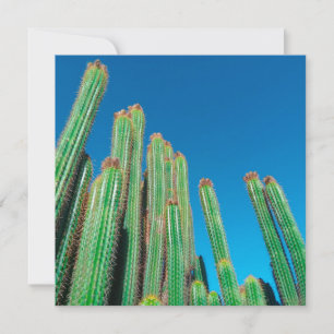 Cartão África Deserto Paisagem Natureza Plantas Cactus