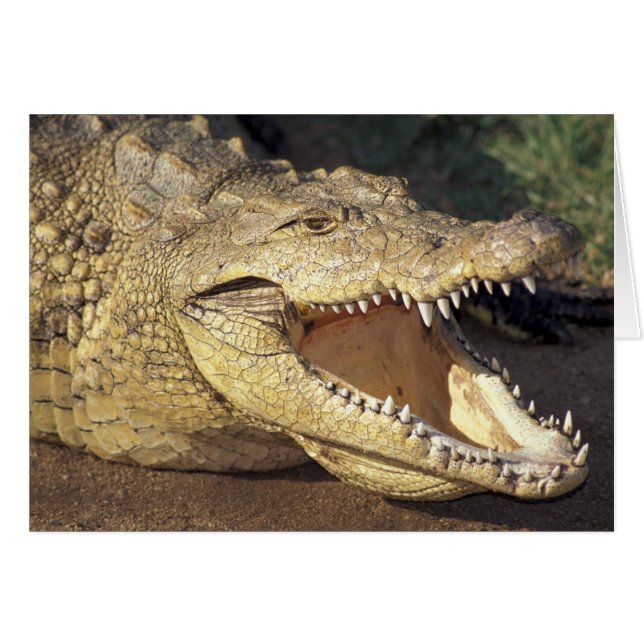 Cartão África do Sul, crocodilo do Nilo (Frente Horizontal)