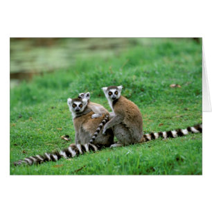 Cartão África, Madagáscar, Antananarivo, Tsimbaza