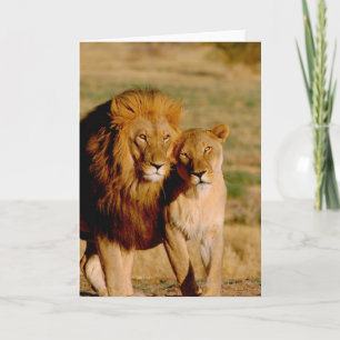 Cartão Africa, Namibia, Okonjima. Lion & lioness