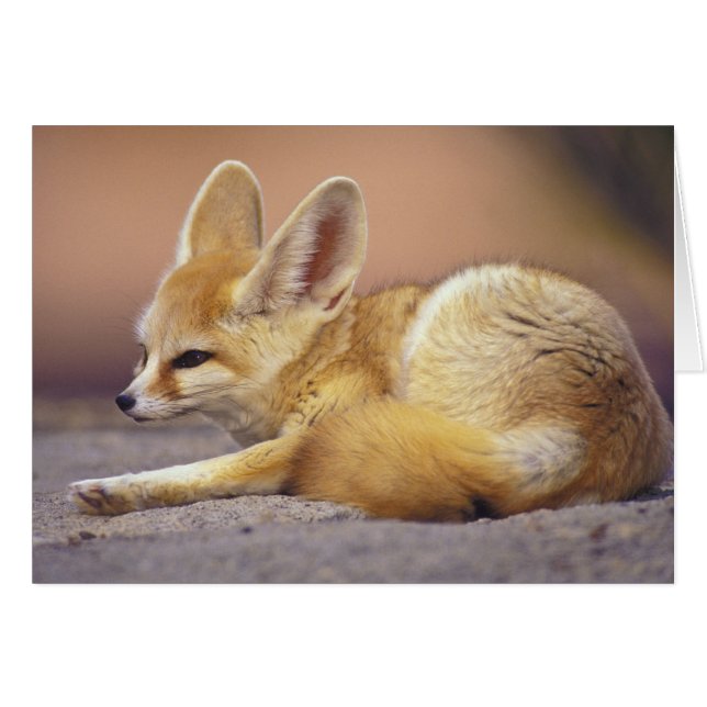 Cartão África norte. Fennec Fennecus zerda) (Frente Horizontal)