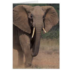 Cartão África, Quênia, Nanyuki, Mpala. Elefante-africano.