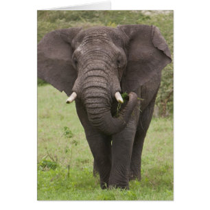 Cartão África Tanzânia Elefante na Cratera de Ngorongoro