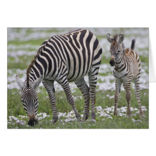 Cartão África. Tanzânia. Mãe e cria de zebra