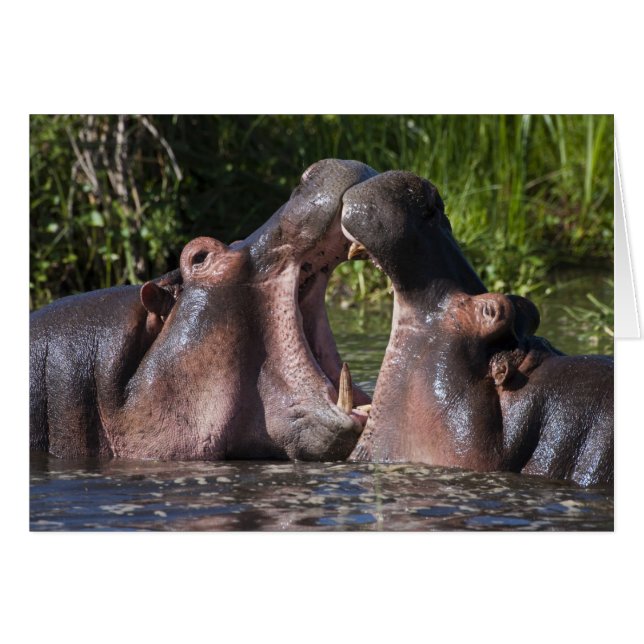 Cartão África. Tanzânia. Poupança de Hippopotamus (Frente Horizontal)