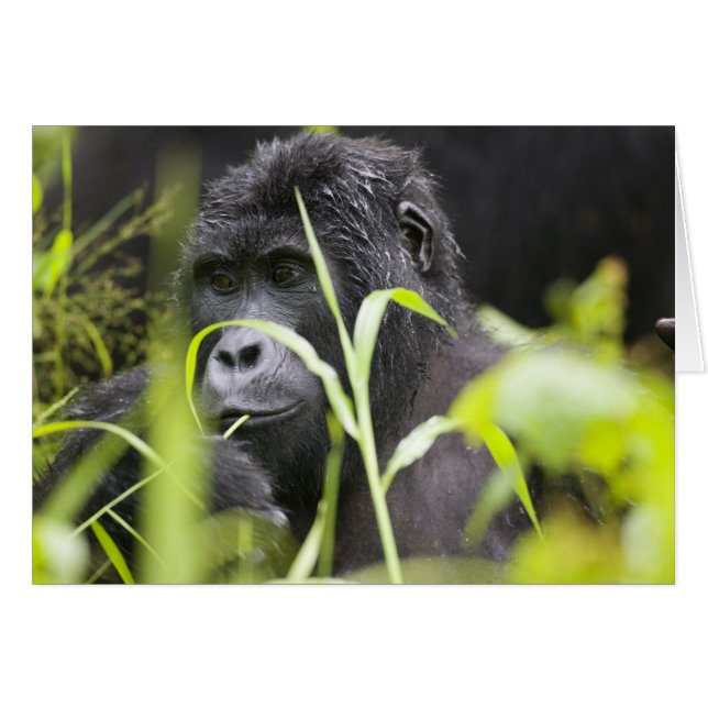 Cartão África Uganda, Bwindi (Frente Horizontal)