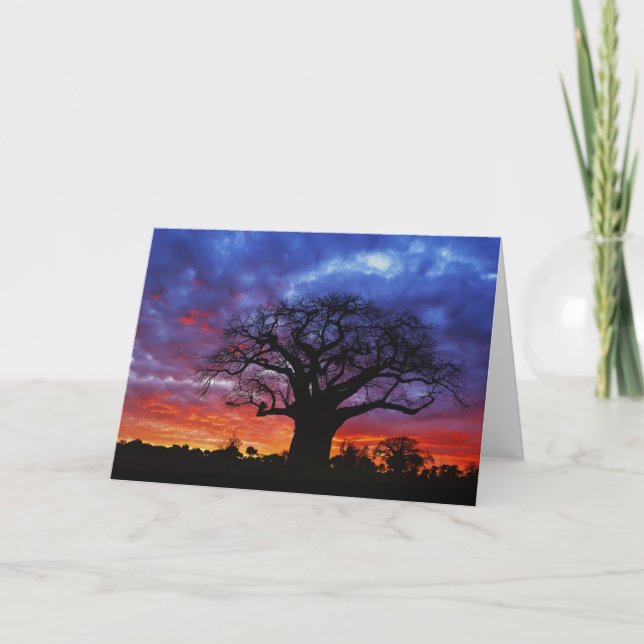 Cartão African baobab tree, Adansonia digitata, 2 (Frente)