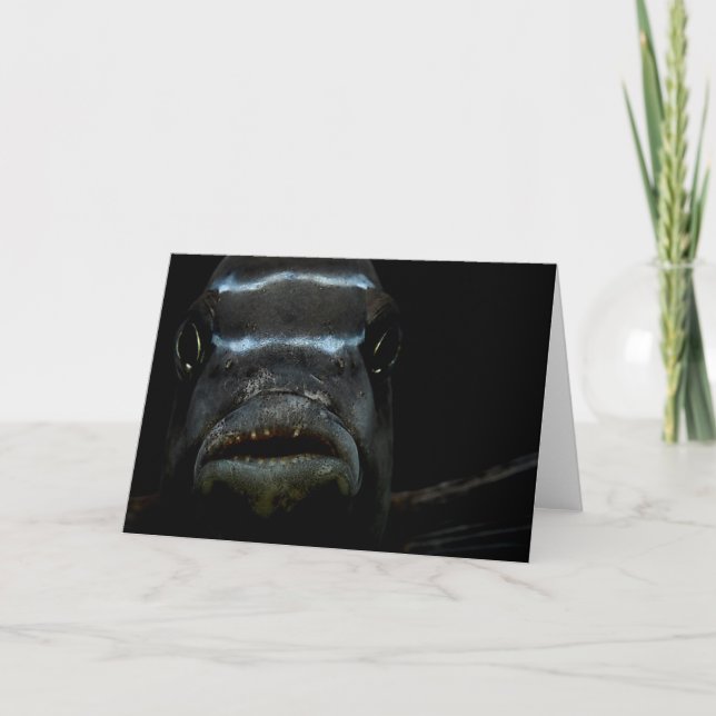 Cartão African Cichlid Greeting Card (Frente)