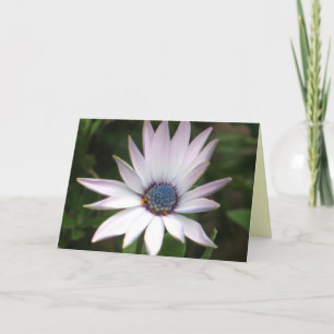 Cartão African Daisy Card