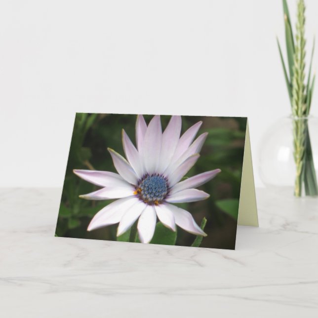 Cartão African Daisy Card (Frente)