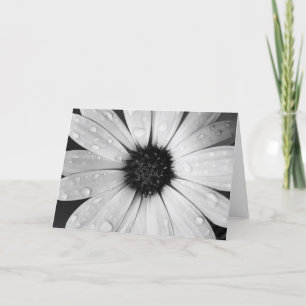 Cartão African Daisy in Black and White