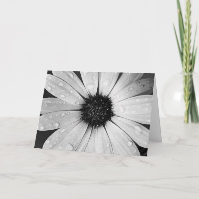 Cartão African Daisy in Black and White (Frente)