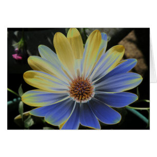 Cartão African Daisy Lapis e Dourada Greeting Card