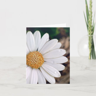 Cartão African Daisy Notecard
