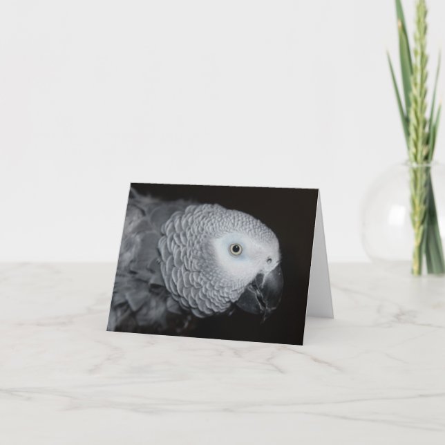 Cartão African Grey Note Card (Frente)