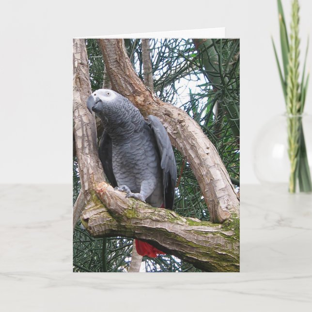 Cartão African Grey Parrot Greeting Card (Frente)