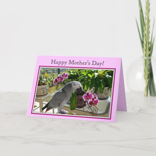 Cartão African Grey Parrot with Orchids (Frente)