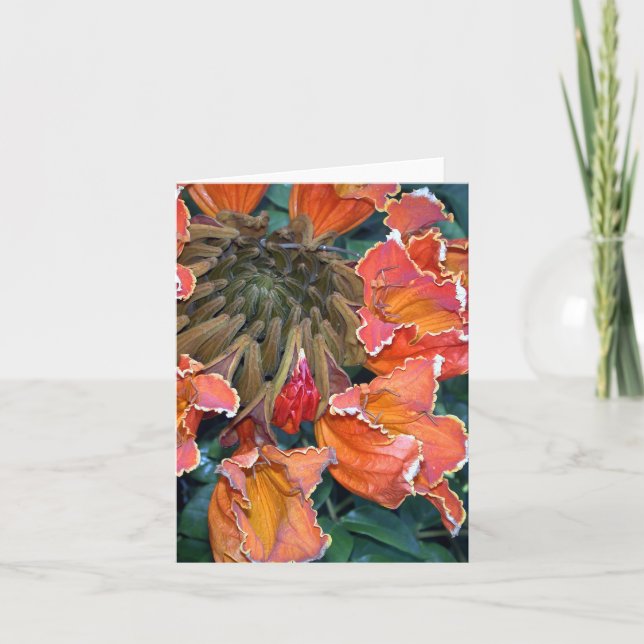Cartão African Tulip Tree Notecard (Frente)