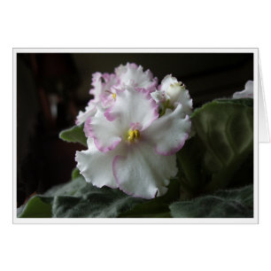 Cartão African Violet All-Occasion Greeting Card