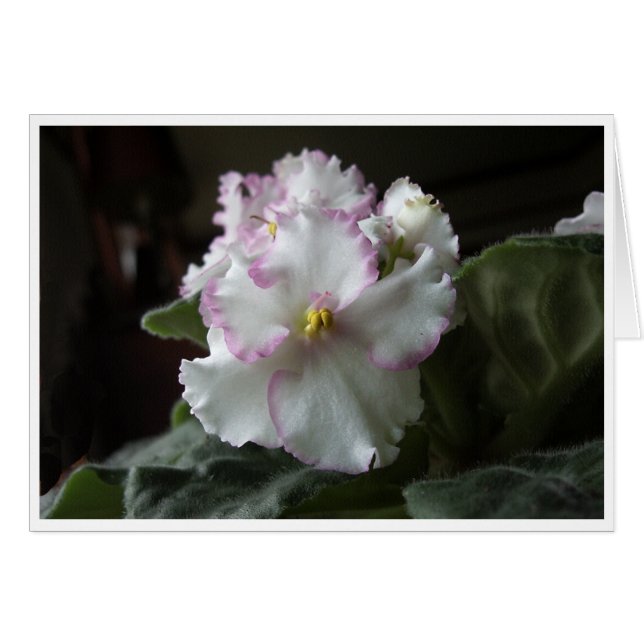 Cartão African Violet All-Occasion Greeting Card (Frente horizontal)