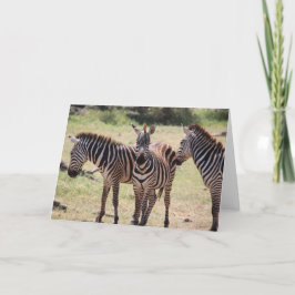 Cartão africano da zebra