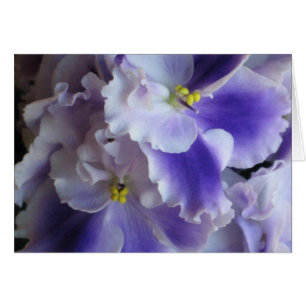 Cartão Africano para Violetas