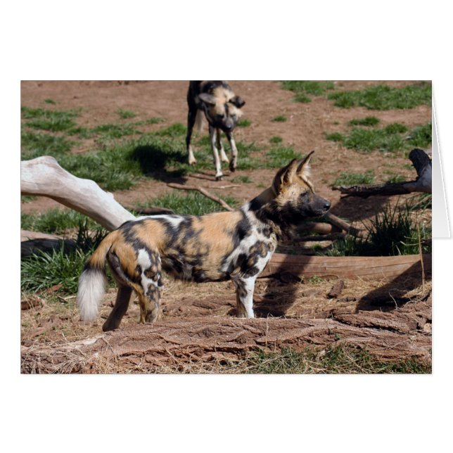 Cartão Africano Wild Dog 008 (Frente Horizontal)